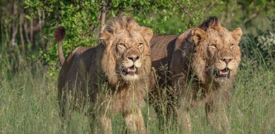 A Week in the Bush Vol. 577