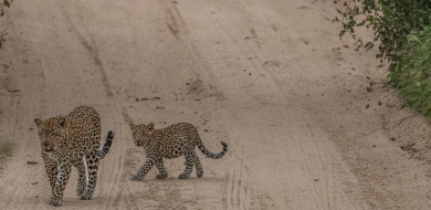 Sabi Sabi Ruan Mey Banner Vol 582