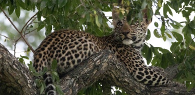 Sabi Sabi Ronald Mutero Banner