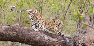 Sabi Sabi Jana Du Plessis Banner