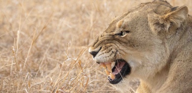 Lions at the Edge of War Lions at the Edge of War