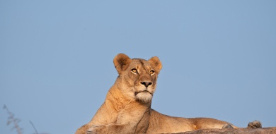 Sabi Sabi Viviane Ladner Banner