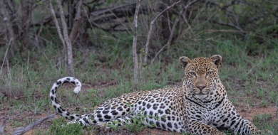 Sabi Sabi Ruan Mey Banner
