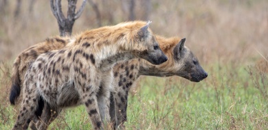 Sabi Sabi Ronald Mutero Banner