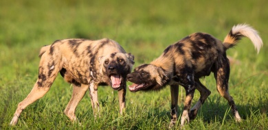 Witness the captivating interaction of two African wild dogs in their natural habitat, offering a glimpse into their fascinating social dynamics.