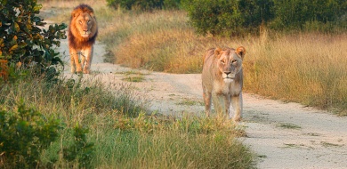 Sabi Sabi Jana Du Plessis Banner 02