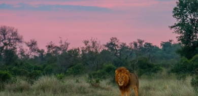 Sabi Sabi Ruan Mey Banner
