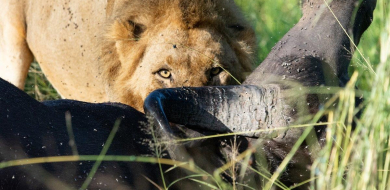 B05ronald Mutero  Buffalo    Khambula   17032023 Blog 2