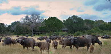 Sabi Sabi Buffalo Herd Grazing Around Lodge Banner