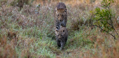 Sabi Sabi Ronald Mutero Banner