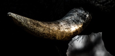 Immerse yourself in the majestic presence of an elephant as you admire a close-up image that reveals the intricate details of its magnificent tusk.