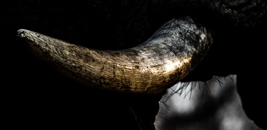 Immerse yourself in the majestic presence of an elephant as you admire a close-up image that reveals the intricate details of its magnificent tusk. Immerse yourself in the majestic presence of an elephant as you admire a close-up image that reveals the intricate details of its magnificent tusk.
