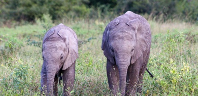 Sabi Sabi Jana Du Plessis Banner