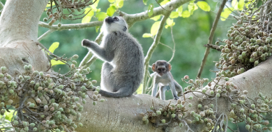 Daniel Greyvenstein   Vervet Monkey   190123