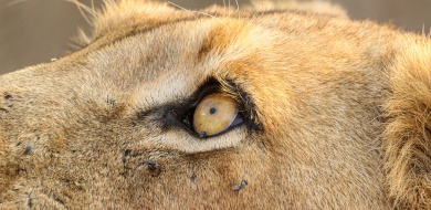 Sabi Sabi Jana Du Plessis Banner