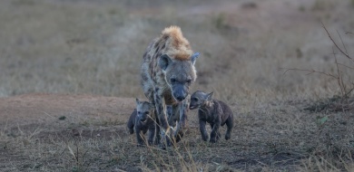 Sabi Sabi Ruan Mey Banner 02