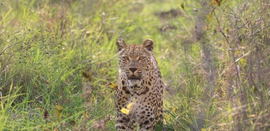 Sabi Sabi Jana Du Plessis Banner