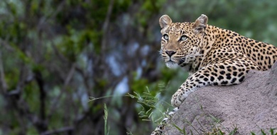 Sabi Sabi Ronald Mutero Banner