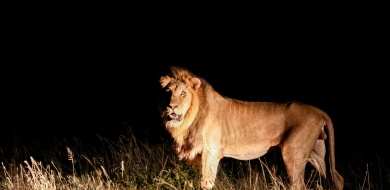 Sabi Sabi Jan Nel Banner