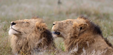 Sabi Sabi Ronald Mutero Banner