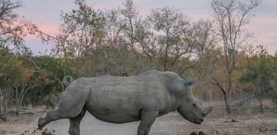 Sabi Sabi Ruan Mey Banner