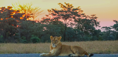 Sabi Sabi Ruan Mey Banner