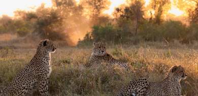 Sabi Sabi Viviane Ladner Banner