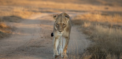 Sabi Sabi Ronald Mutero Banner 01