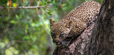 Sabi Sabi Ronald Mutero Banner Vol 585 01