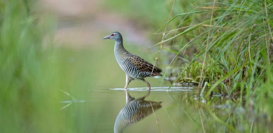 Sabi Sabi Jamiel Malherbe Banner