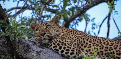 Sabi Sabi Jan Nel Banner