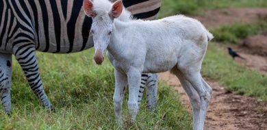 Sabi Sabi Ronald Mutero Banner