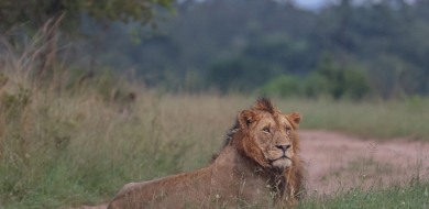 Sabi Sabi Ruan Mey Banner 02