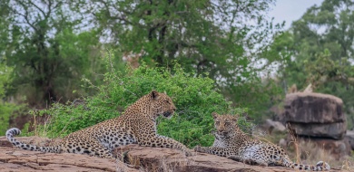 Sabi Sabi Ruan Mey Banner Sabi Sabi Ruan Mey Banner