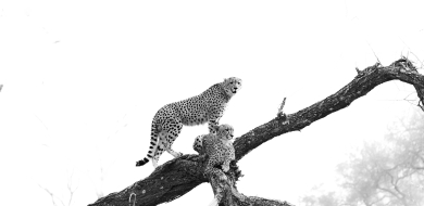 Sabi Sabi Viviane Ladner Banner