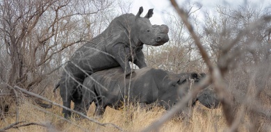 Sabi Sabi Rhinos Ronald Mutero Banner 12 Sabi Sabi Rhinos Ronald Mutero Banner 12