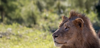 Sabi Sabi Ronald Mutero Banner 1