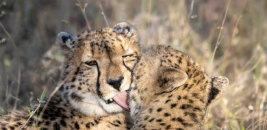 Sabi Sabi Ronald Mutero Banner 01