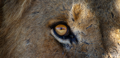 Dieter Lategan Blog Lion Eye180423 01 1 Of 1