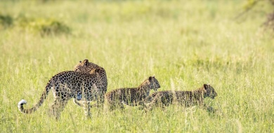 Sabi Sabi Ronald Mutero Banner