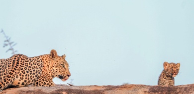 Sabi Sabi Ruan Mey Banner