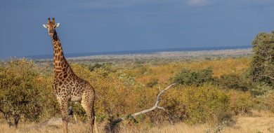 Sabi Sabi Ruan Mey Banner