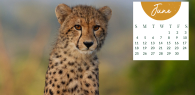 Monthly Desktop Calendar Sabi Sabi June 2023 Large