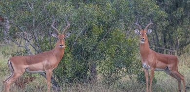 Sabi Sabi Ruan Mey Banner