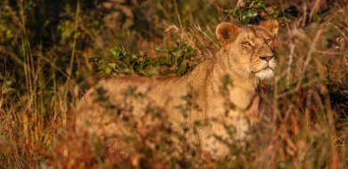 Sabi Sabi Ruan Mey Banner