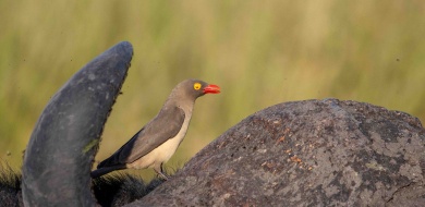 Sabi Sabi Ronald Mutero Banner