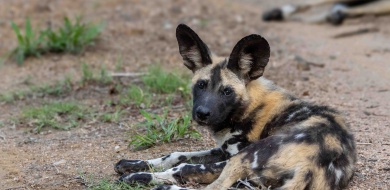 Sabi Sabi Ronald Mutero Banner
