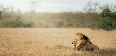 Sabi Sabi Jarrod Oflaherty Banner