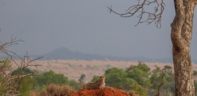 Sabi Sabi Ruan Mey Banner