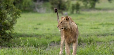 Sabi Sabi Ronald Mutero Banner